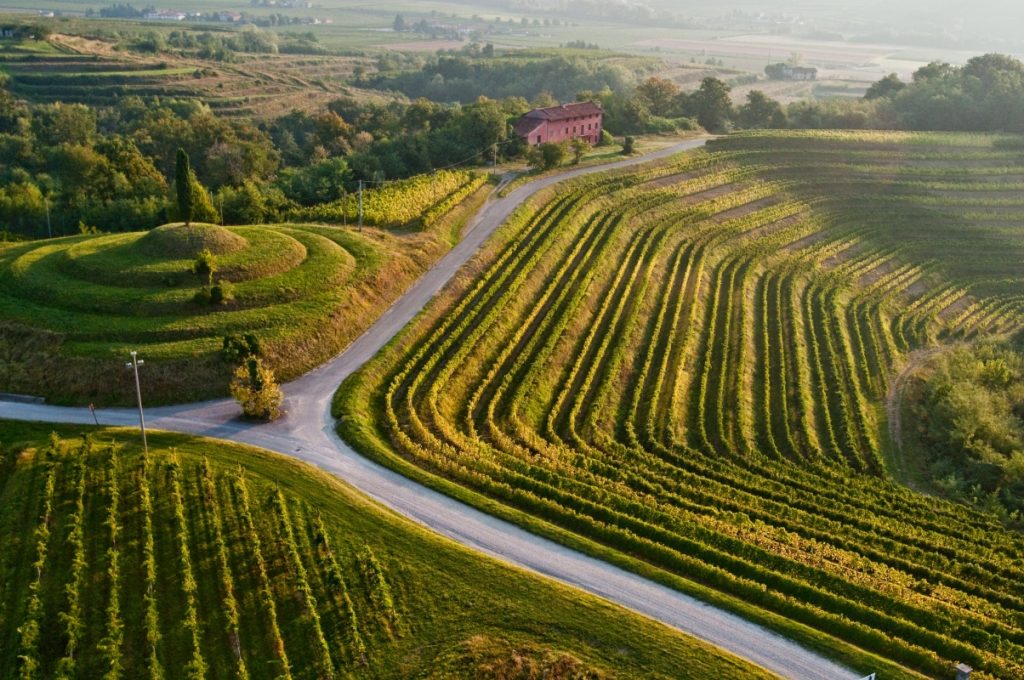 Rocca Bernarda vineyards with rows of grapevines stretching across sunlit hills in the Friuli-Venezia Giulia travel region