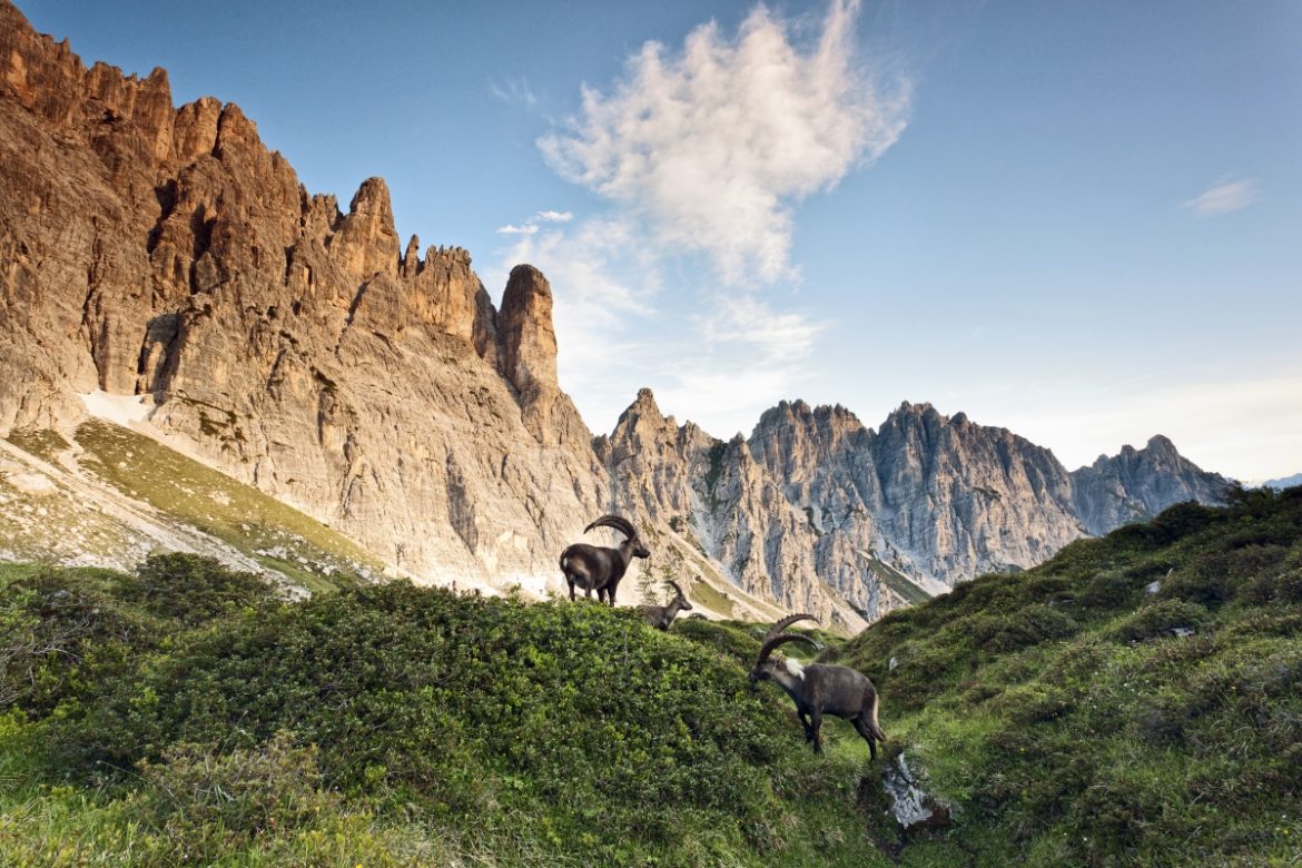 Scenic view of Val di Suola valley with mountain rams grazing on green hills in Friuli-Venezia Giulia