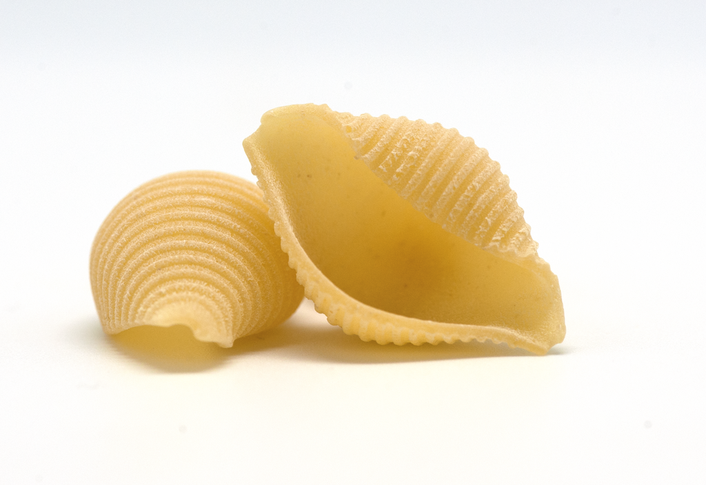 Conchiglie pasta closeup on a white background