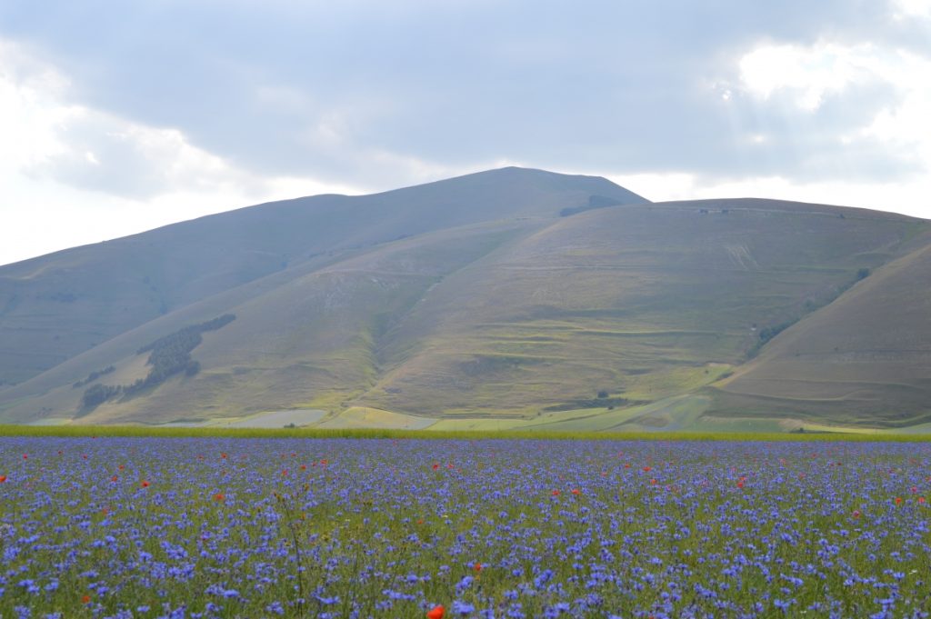 Vast fields of colorful wildflowers blooming across the Piani di Castelluccio plateau with rolling hills in the background.