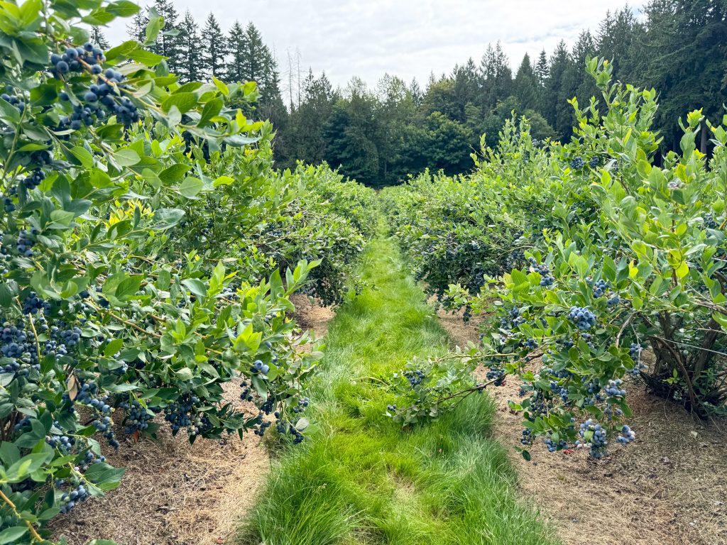 Lush blueberry field at Krause Berry Farms.