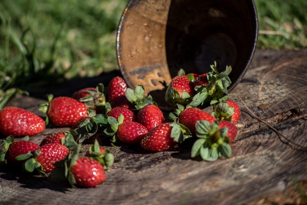 Closeup of fresh strawberries spilled from a bowl on a wooden table, representing the best strawberry picking in Vancouver.
