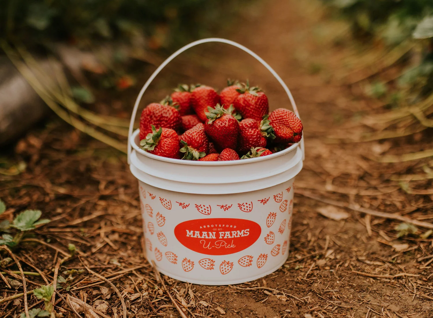 A Maan Farms U-Pick basket full of strawberries.