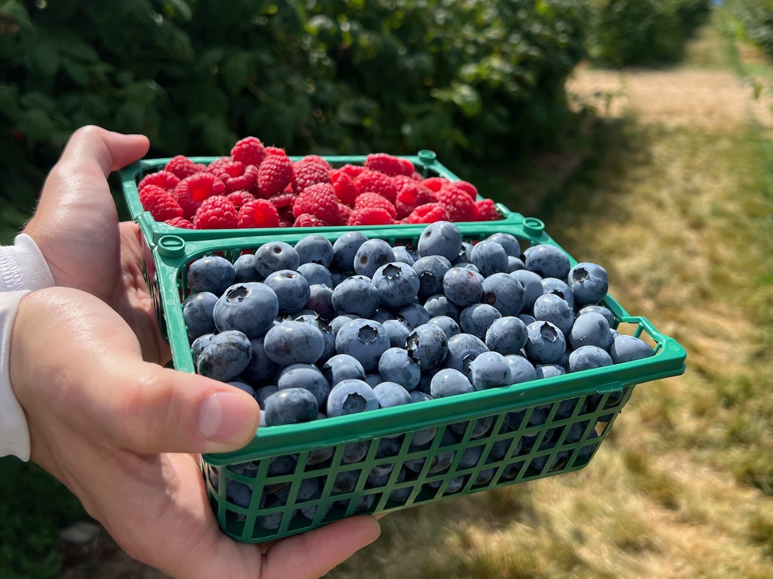 A view of the Krause Berry Farms Blueberries and Raspberries